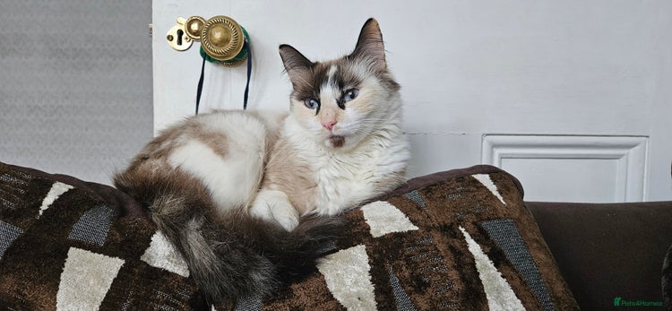 Ragdoll cats - Advert 13