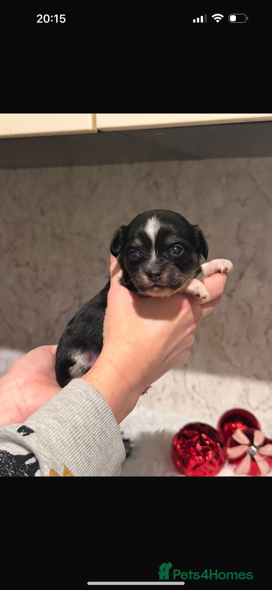 Chihuahua dogs for sale: Chihuahua pups - Advert 6
