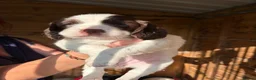 English Springer Spaniel dogs for sale: KC Springer Spaniel Pups - Advert 5