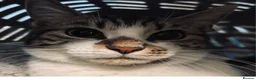 Mixed Breed cats for sale: Rescued cats and kittens - Advert 20