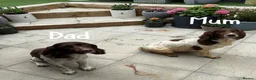 English Springer Spaniel dogs for sale: 🐶KC REG SPRINGER SPANIEL PUPPIES READY 3rd JULY🐶 - Advert 4