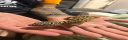 Leopard Gecko reptiles for sale: 2 female leopard geckos - Advert 4