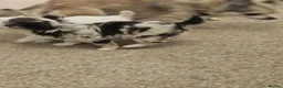 Chihuahua dogs for sale: 5 beautiful chihuahuas  - Advert 7