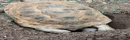 Tortoise reptiles for sale: Uk Bred Spur thighed tortoises  - Advert 4