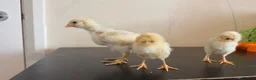 Chickens poultry for sale: 3 baby chicks  in Leicester - Advert 4