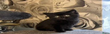 British Shorthair 1