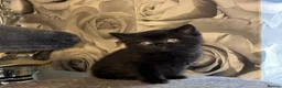 British Shorthair cats for sale: Adorable purebreed British shorthair kittens  - Advert 2
