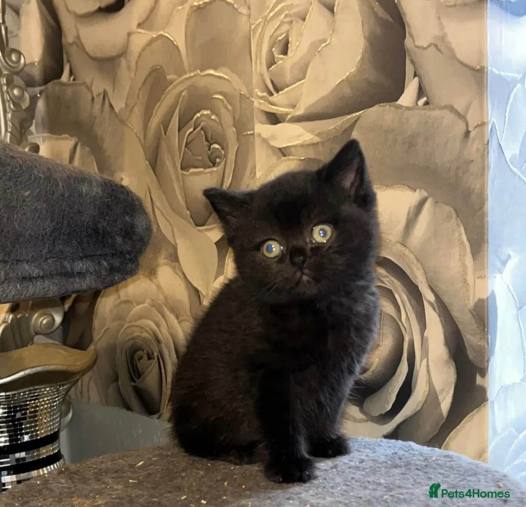 British Shorthair cats for sale: Adorable purebreed British shorthair kittens  - Advert 2