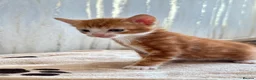 Mixed Breed cats for sale: Bengal/ tabby mixed kittens - Advert 7