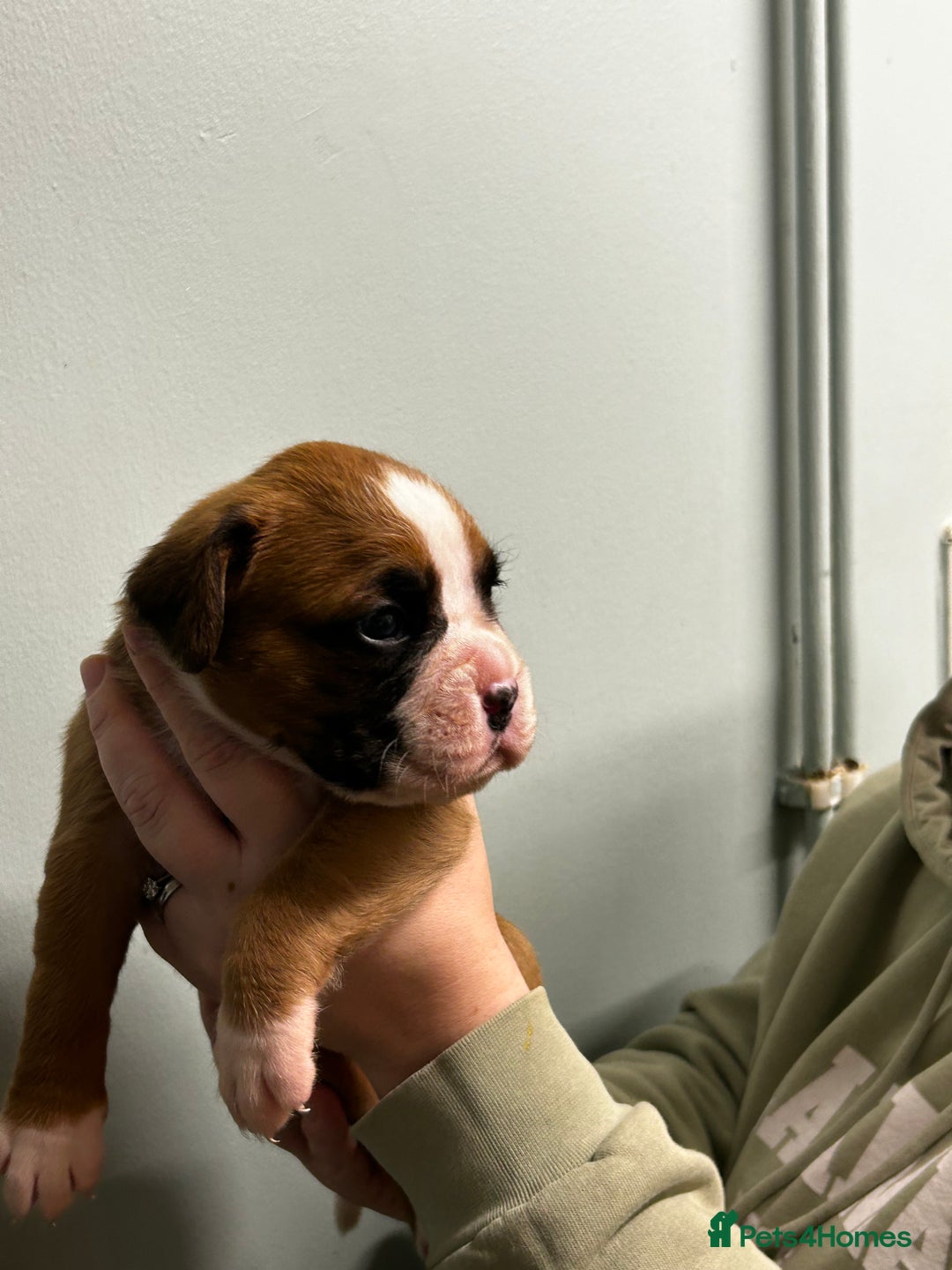 Boxer dogs for sale: 5 * kc boxer puppies  - Image 6