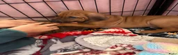 Rhodesian Ridgeback dogs for sale: Exceptionally Health Tested KC Ridgeback Puppies - Advert 26