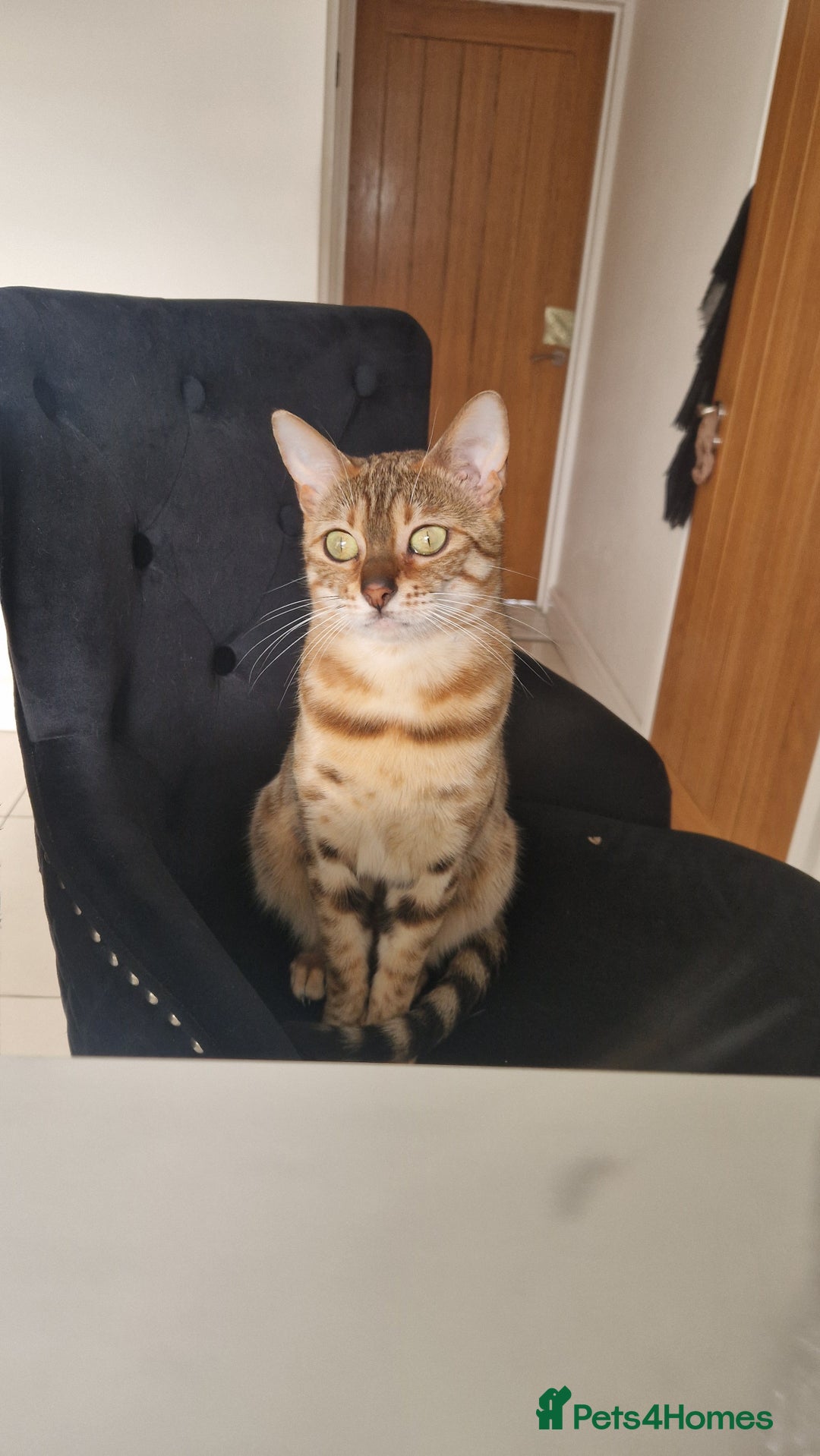 Bengal cats for sale: GOLDEN FEMALE BENGAL FOR REHOME  - Image 5