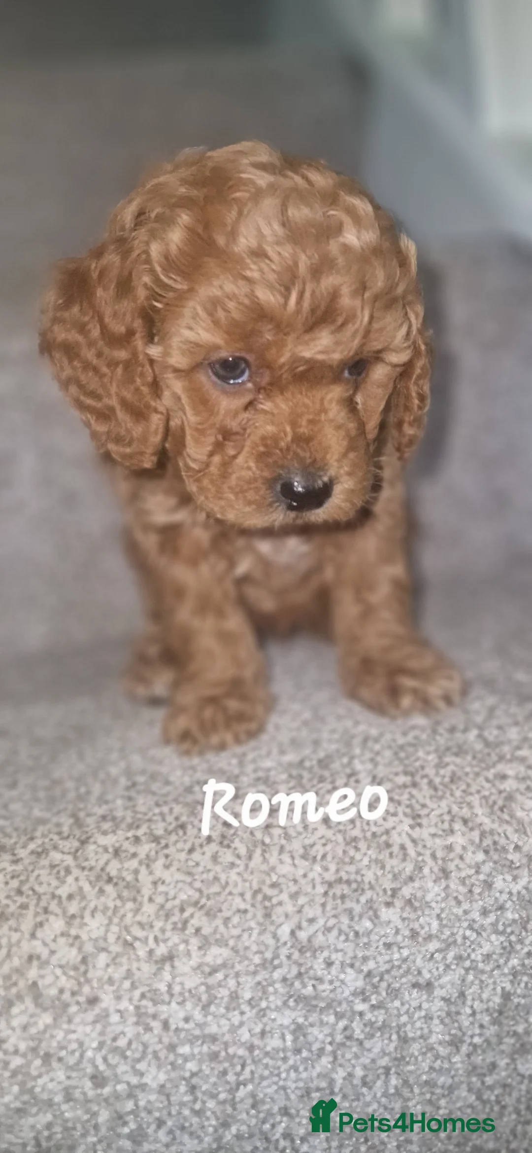 Cavapoo dogs for sale: Cavapoos Fb3. - Advert 33