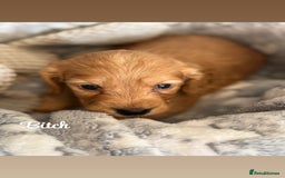 Cockapoo dogs for sale: Beautiful litter of cockapoos  - Image 12