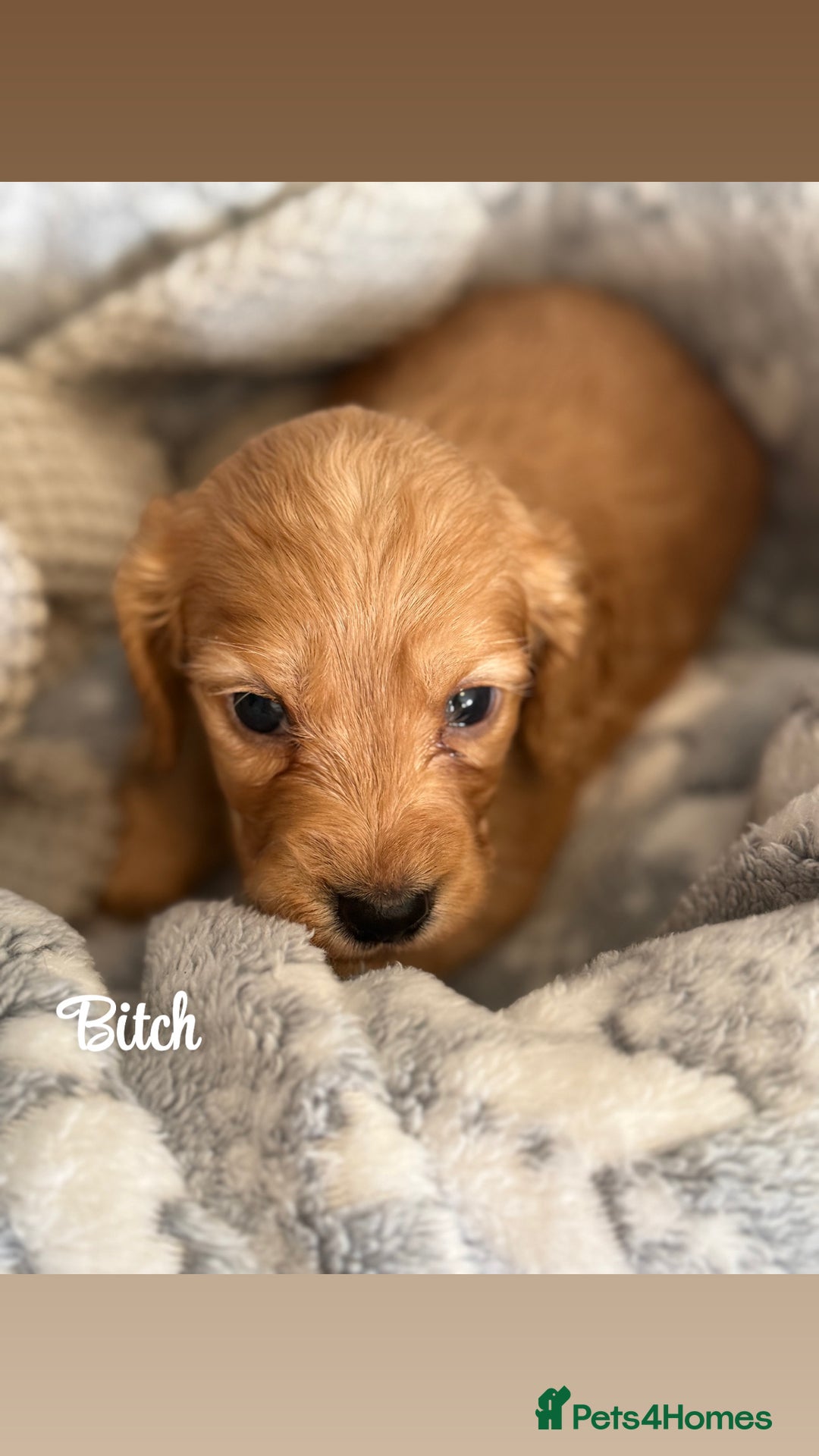 Cockapoo dogs for sale: Beautiful litter of cockapoos  - Image 12