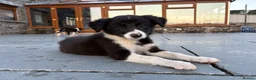 Border Collie dogs for sale: Beautiful Welsh Border Collie Puppies in Brecon - Advert 15