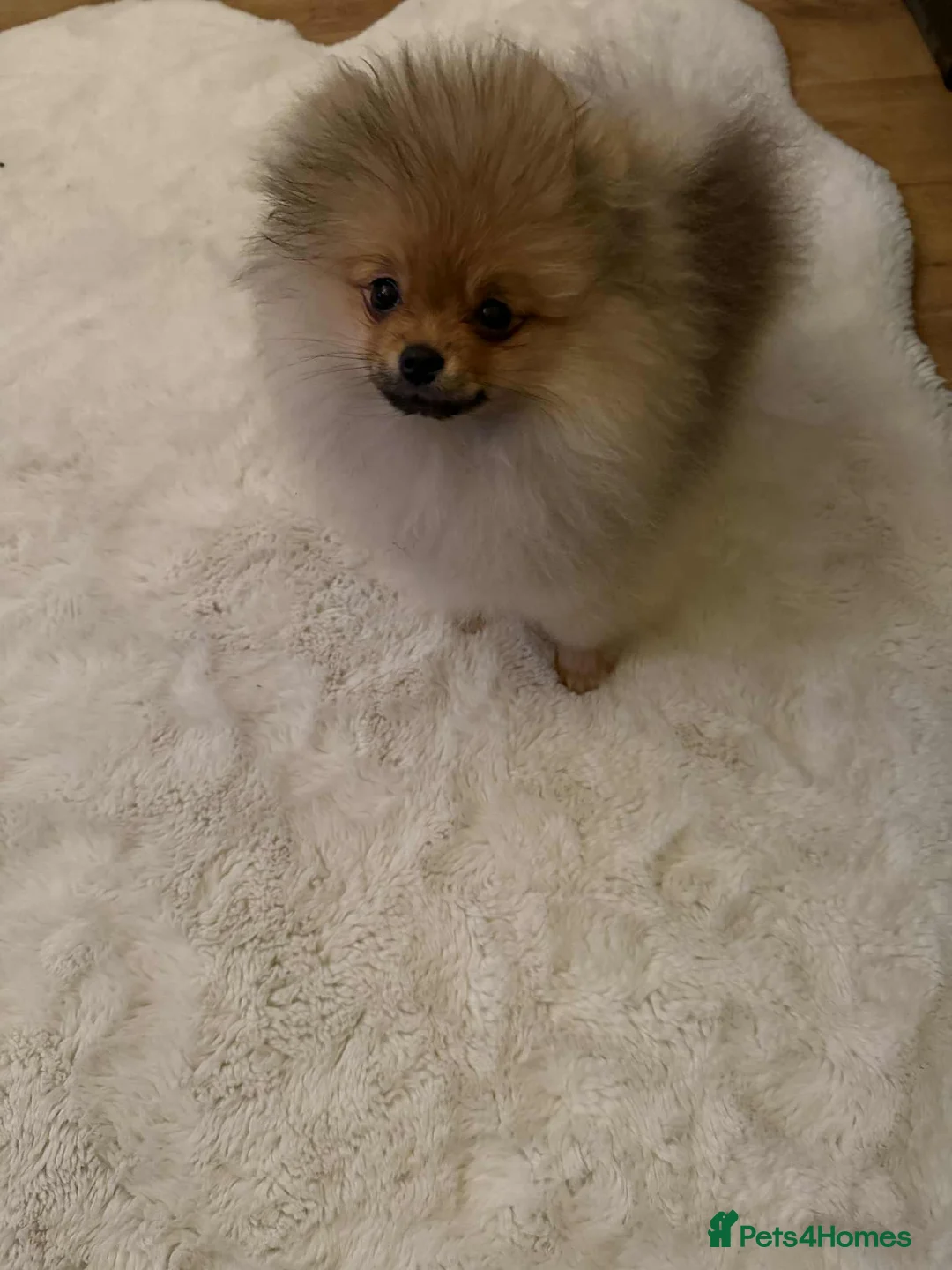 Pomeranian dogs for sale: Russian bloodline pomeranian Kc registered  - Advert 36