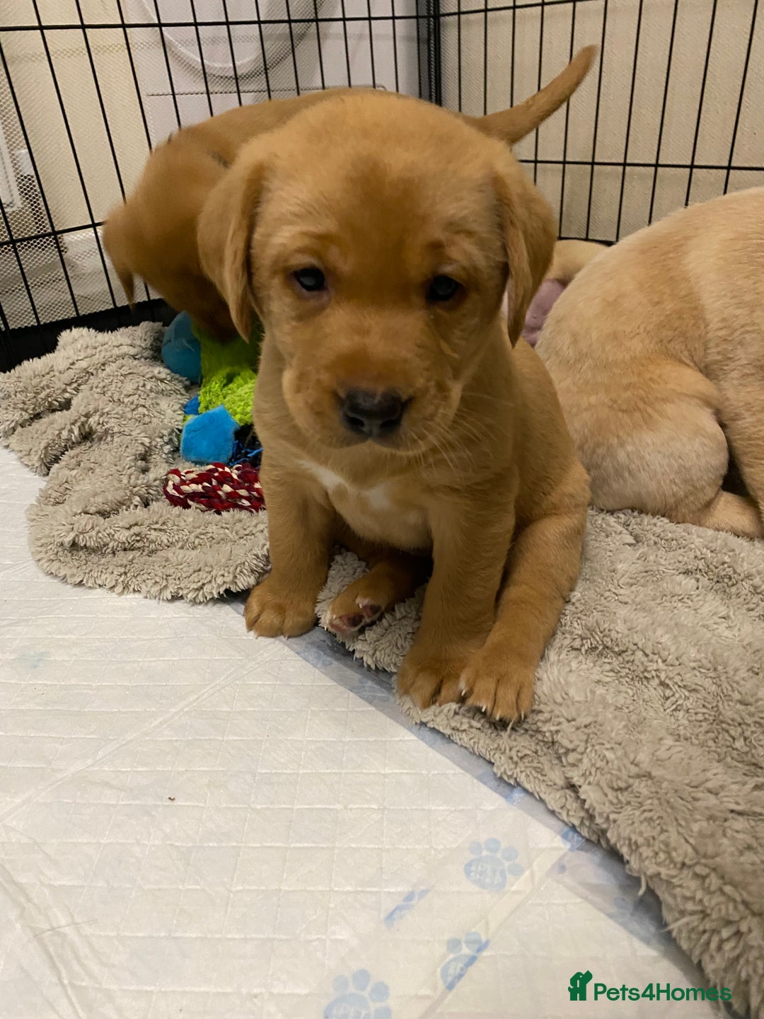 Labrador Retriever dogs for sale: Chuncky Labrador puppies - Advert 7