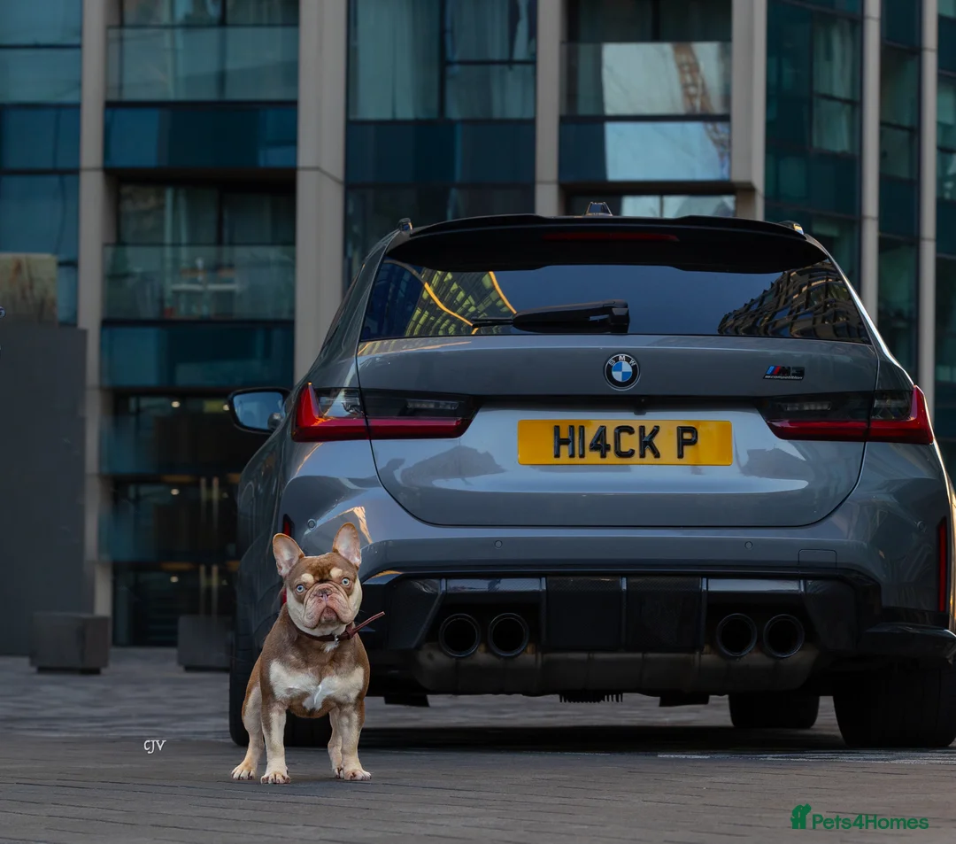 French Bulldog dogs for stud: 🏆KING HADE BEST ROJO AND TAN🏆Jan Sale❗️ in Sittingbourne - Advert 6