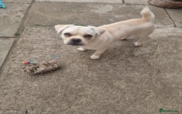 Mixed Breed dogs for sale: Little Bella - Image 2