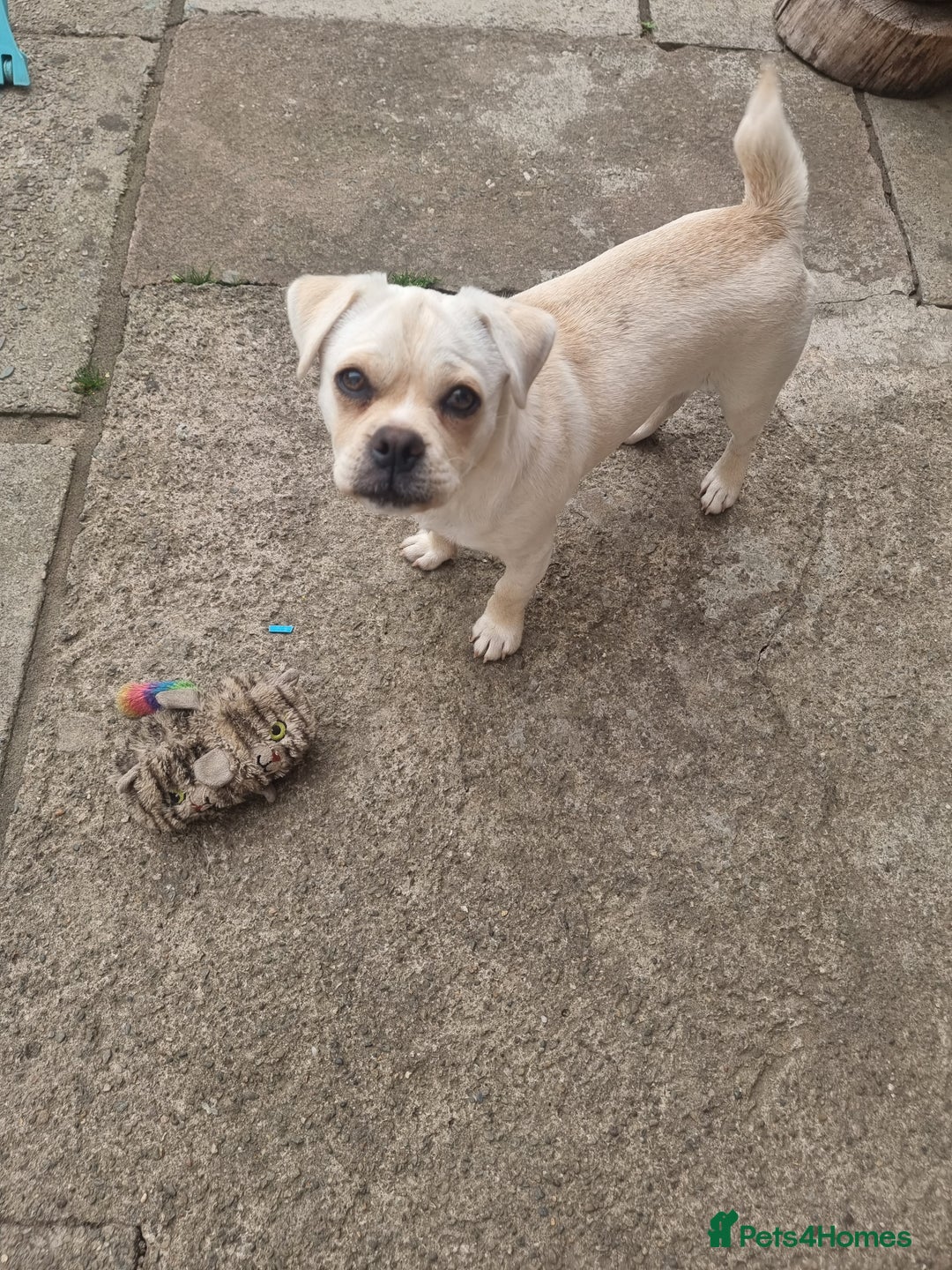 Mixed Breed dogs for sale: Little Bella - Image 2