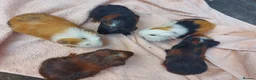 Guinea Pig rodents for sale: Beautiful baby Guinea PIgs - Advert 3