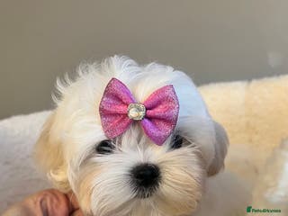 Maltese dogs ✨Ready to leave now, gorgeous maltese puppies ✨ - Advert 10