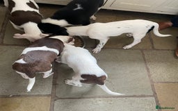 Mixed Breed dogs for sale: Staff collie cross puppies  - Image 19