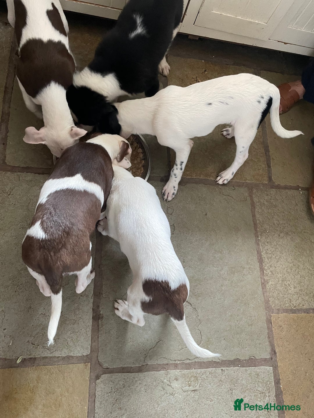 Mixed Breed dogs for sale: Staff collie cross puppies  - Image 19