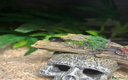 King Snake reptiles for sale: Mexican Black Kingsnake & Full Setup  - Image 5
