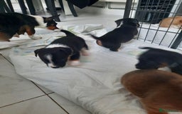 Jack Russell dogs for sale: Mini jack russells  - Image 2