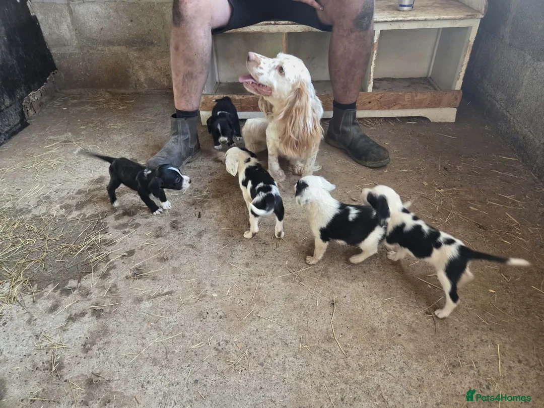 Mixed Breed dogs for sale: Cocker spaniel cross  - Advert 1