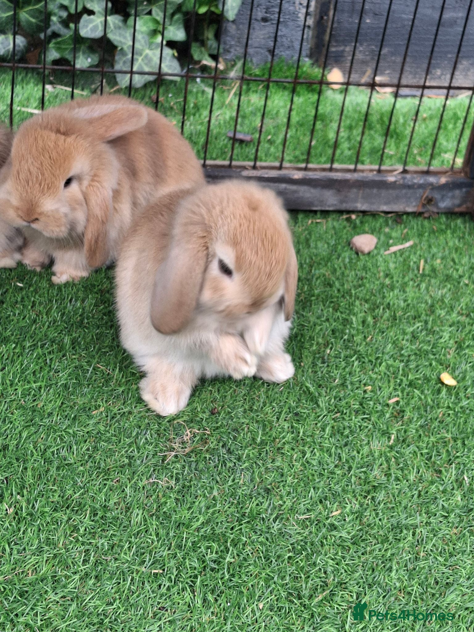 Mini Lop rabbits Beautiful Mini lops ❤️ - Advert 1