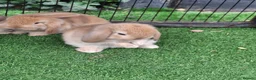 Mini Lop rabbits for sale: Beautiful Mini lops ❤️ - Advert 1
