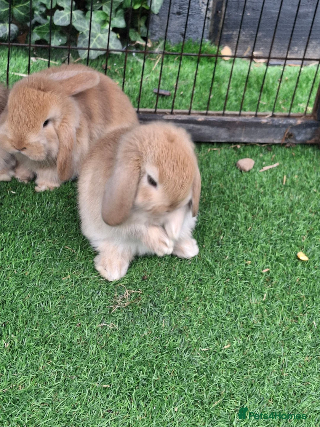 Mini Lop rabbits for sale: Beautiful Mini lops ❤️ - Advert 1