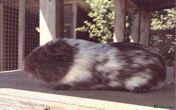 Guinea Pig rodents for sale: Chocolate Dalmation, Swiss, Tort, Baby Boars.. - Image 5