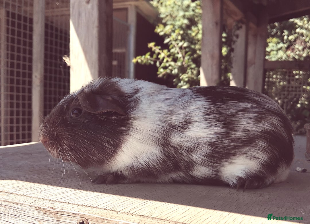 Guinea Pig rodents for sale: Chocolate Dalmation, Swiss, Tort, Baby Boars.. - Image 5