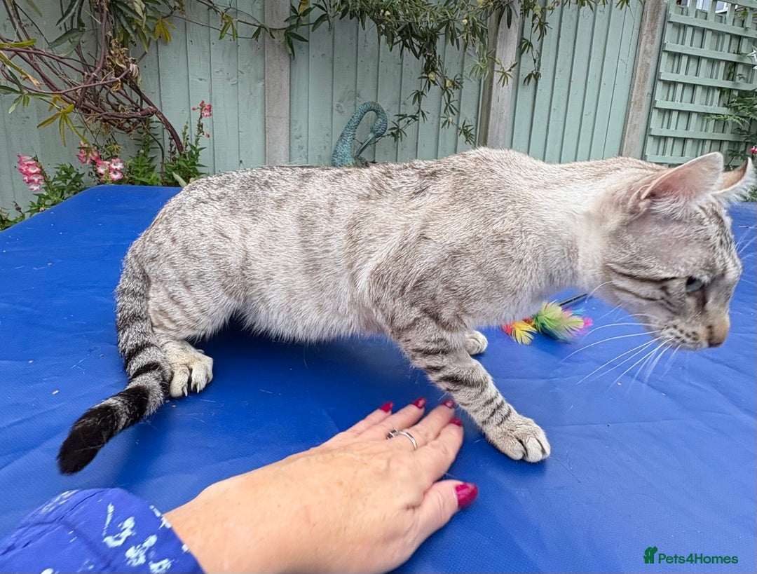 Keetso cats for sale: Superb polydactyl curled eared Keetso girl  - Image 8