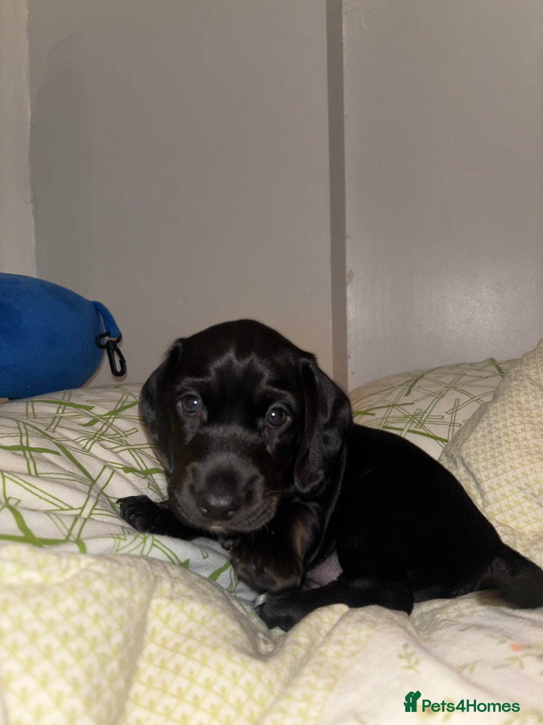 Mixed Breed dogs for sale: Miniature dachshunds puppies - Advert 7