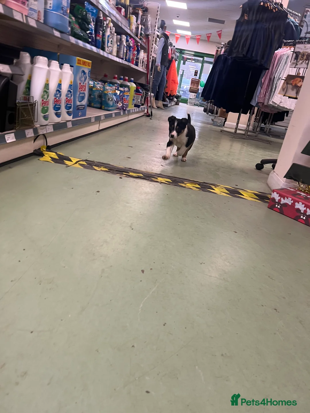 Border Collie dogs for sale: Ted! - Proven Working Border Collie Puppy! - Advert 13