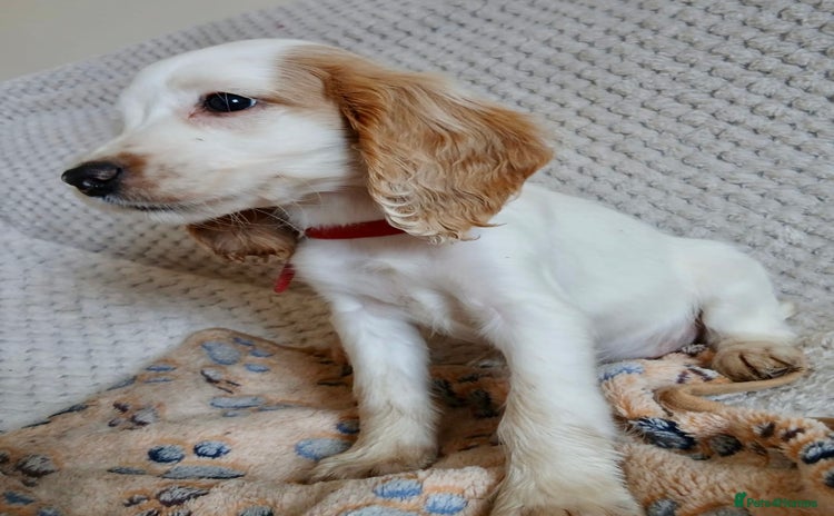 Cocker Spaniel dogs - Advert 14
