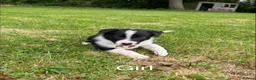 Border Collie dogs for sale: Border collie puppies for sale in Ashby-de-la-Zouch - Advert 7
