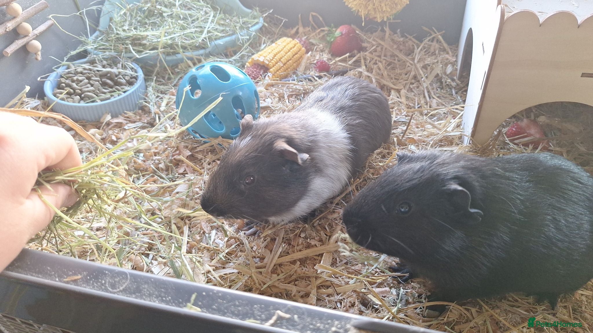 Guinea Pig rodents Boy Guinea Pigs - Advert 2