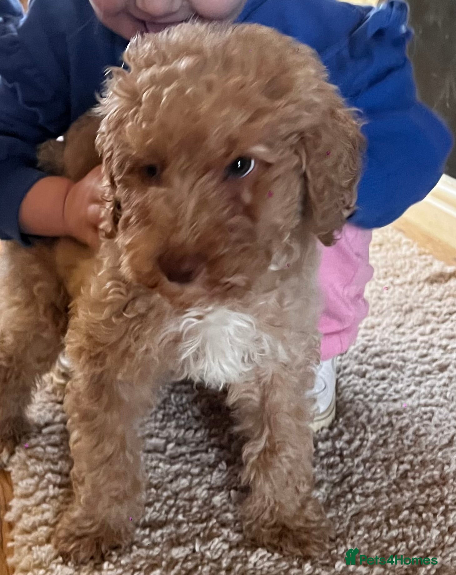 Mixed Breed dogs ⭐️Just 1 male left ⭐️Exceptional Double Doodle ⭐️ - Advert 1