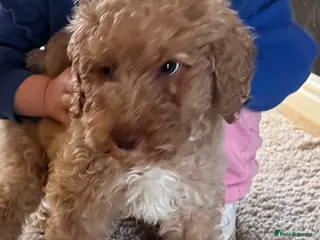 Mixed Breed dogs ⭐️Just 1 male left ⭐️Exceptional Double Doodle ⭐️ - Advert 1