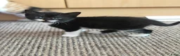 Mixed Breed cats for sale: Kittens Looking for Their Forever Homes!  - Advert 24