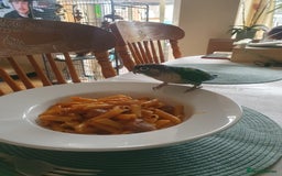 Conures birds for sale: Beautiful Blue Conure Parrot for Sale – 1 Year Old - Image 5