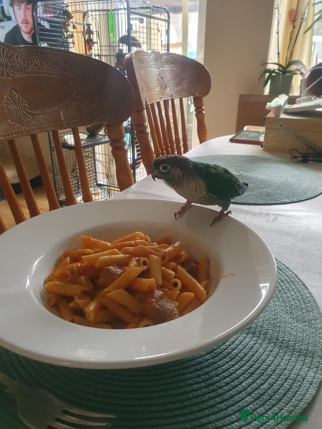 Conures birds for sale: Beautiful Blue Conure Parrot for Sale – 1 Year Old - Image 5