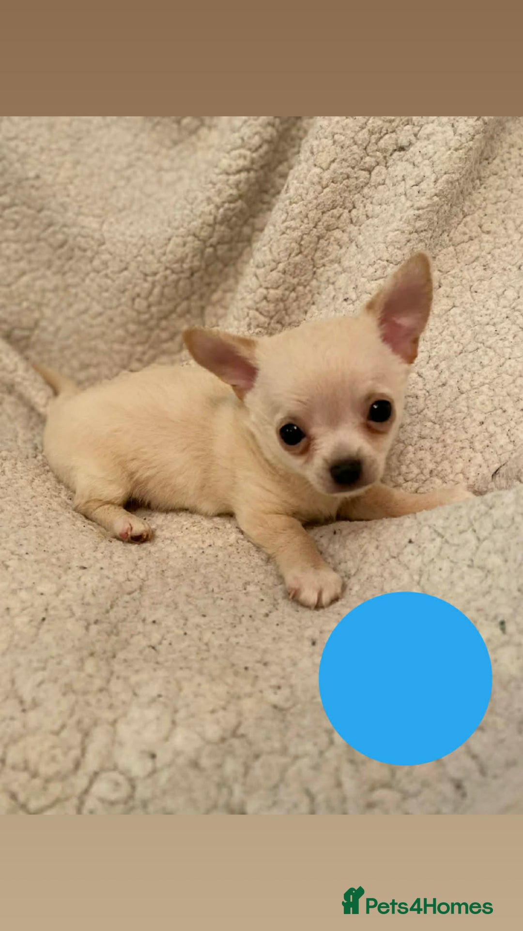 Chihuahua dogs for sale: chihuahua puppies - Advert 5