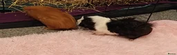 Guinea Pig rodents for sale: 2 lovely male guinea pigs 🐹 (with equipment)  - Advert 5